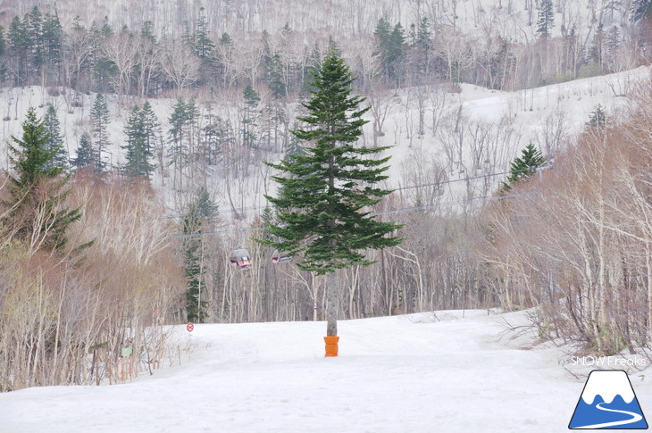 札幌国際スキー場 積雪豊富☆明日の営業最終日も、ほぼ全面滑走可能です!!